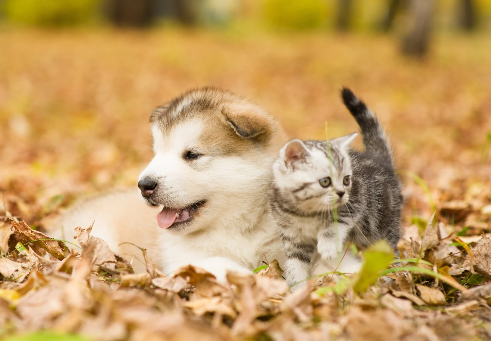 puppy and kitten laying in leaves